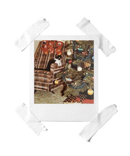 christmas-tree-and-cat